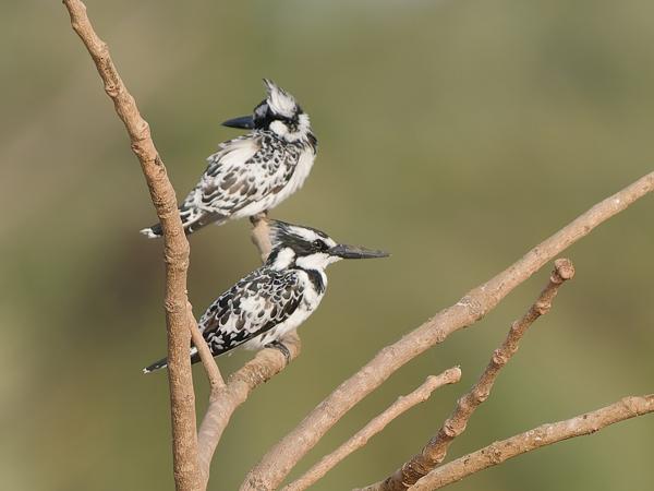 <h3><a href="/trips/gambia/biota/animalia/chordata/aves/037 coraciiformes/003 alcedinidae/ceryle rudis/ceryle rudis-nl.html">Ceryle&nbsp;rudis</a> / Pied&nbsp;kingfisher / Bonte&nbsp;ijsvogel</h3>OM-1 Mark II met OLYMPUS M.150-400mm F4.5, 1/2000 sec  bij F4.5, ISO 640, afstand 40.8&nbsp;m